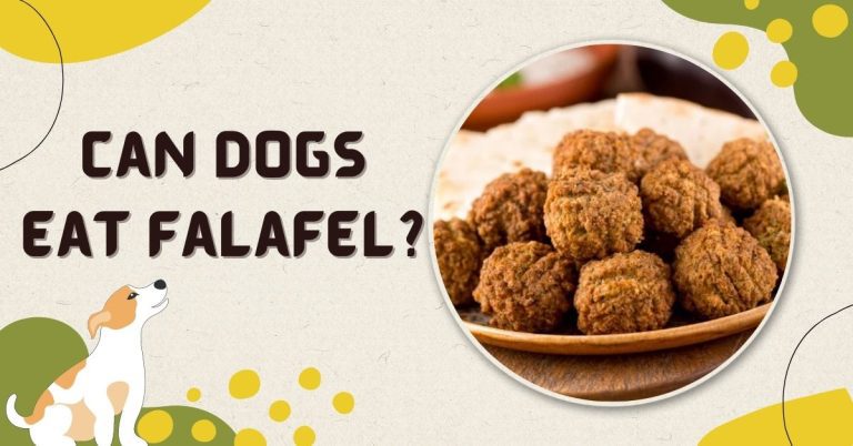 can dogs eat falafel | smilling Kitchen