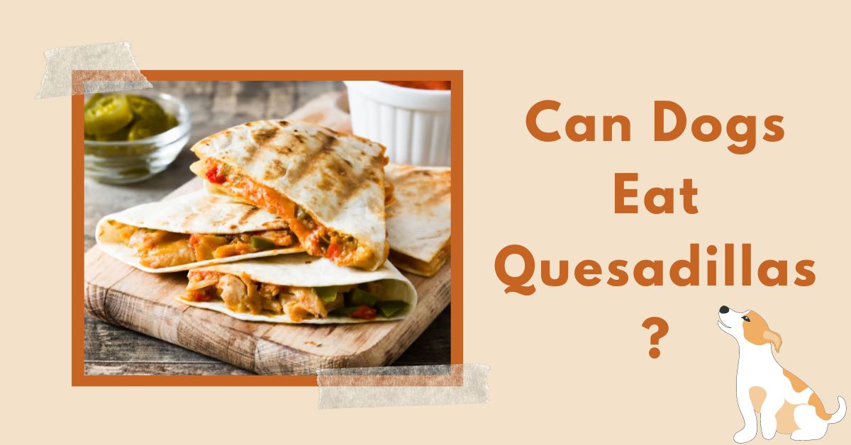 Can Dogs Eat Quesadillas | smilling kitchen