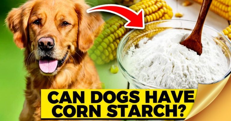 Can Dogs Have Cornstarch | smilling kitchen