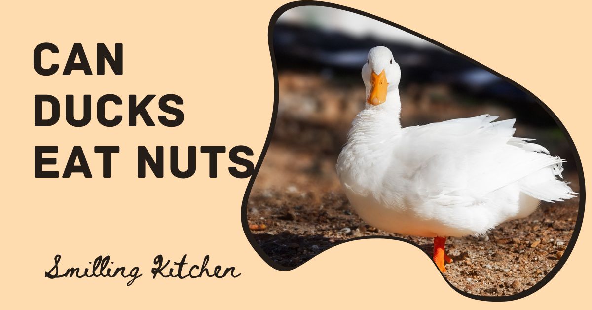 Can Ducks Eat Nuts | Smilling Kitchen