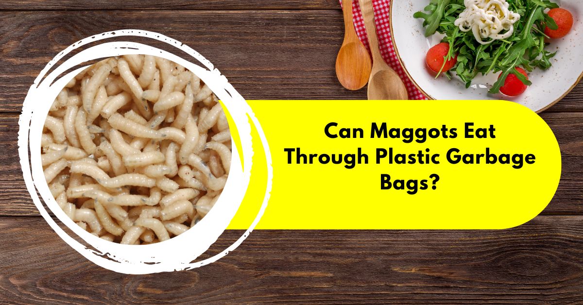 can maggots eat through plastic garbage bags | smilling ktchen